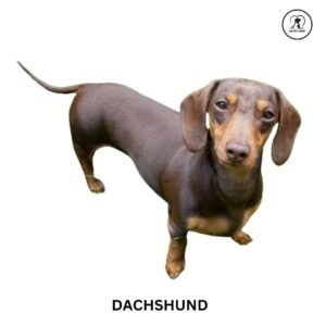 Dachshund
