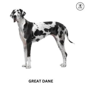 great dane