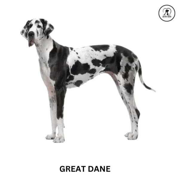 great dane