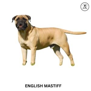 English Mastiff