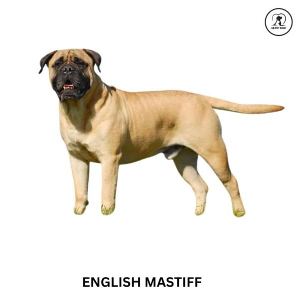 English Mastiff