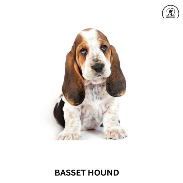 Basset Hound