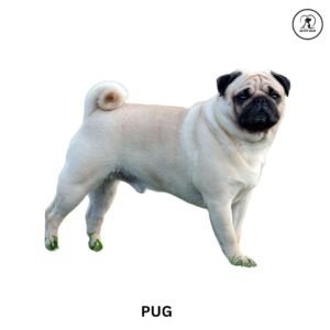 Pug