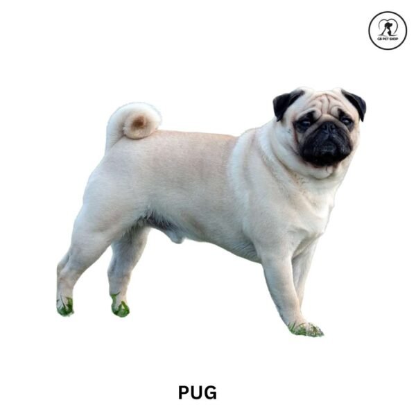 Pug