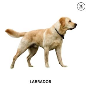 Labrador