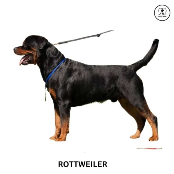 Rottweiler