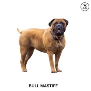 Bull Mastiff