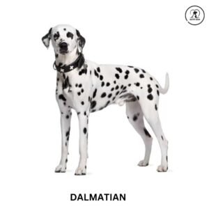Dalmatian