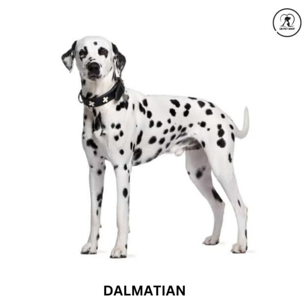 Dalmatian