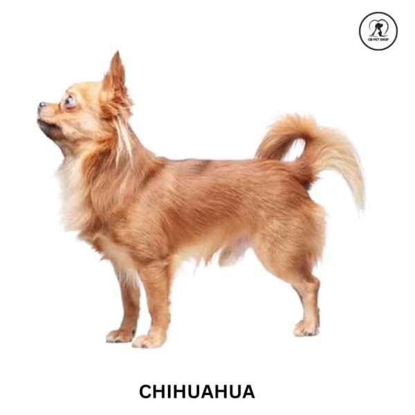 chihuahua