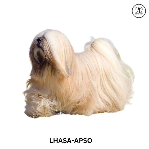 Lhasa-Apso - Image 2