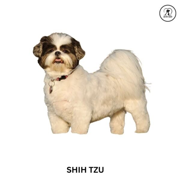 Shih Tzu