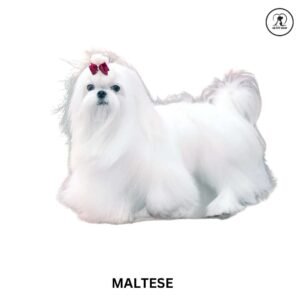 Maltese