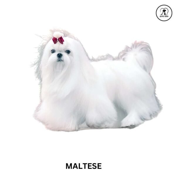 Maltese
