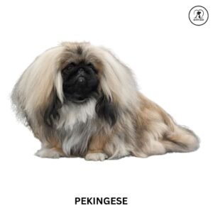 Pekingese