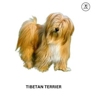 Tibetan Terrier