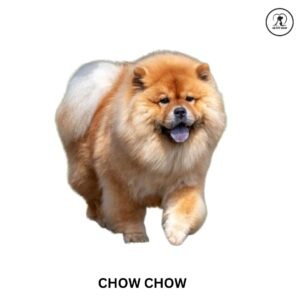 Chow Chow
