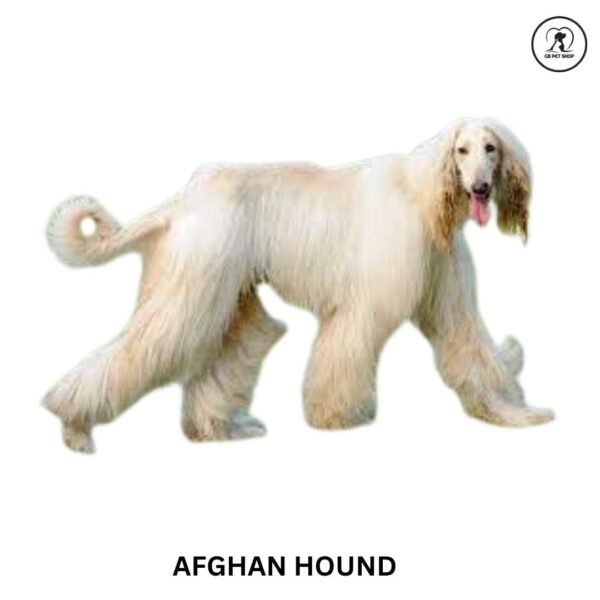 Afghan Hound