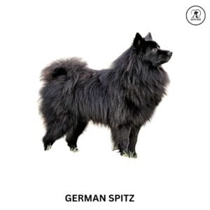 German Spitz