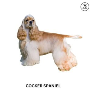 Cocker Spaniel
