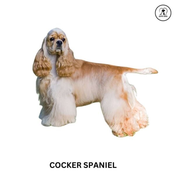 Cocker Spaniel