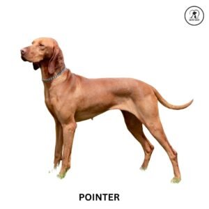 Pointer