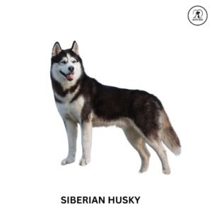 Siberian Husky