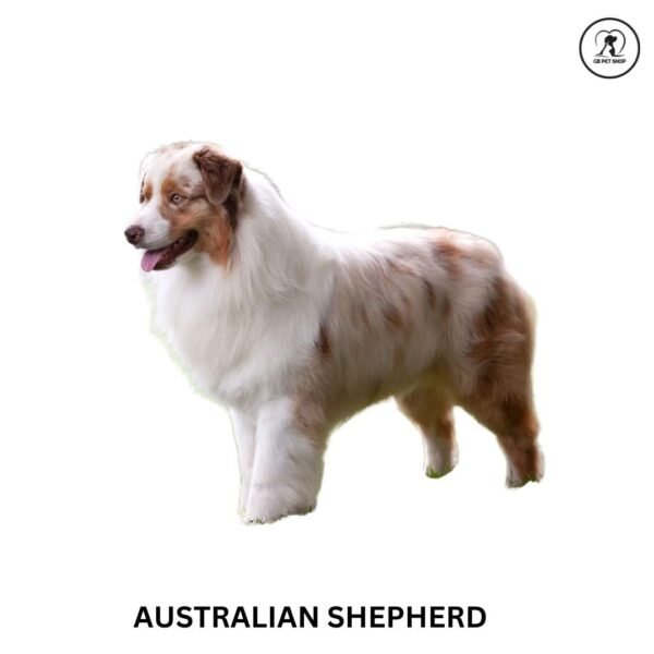 Australian Shepherd