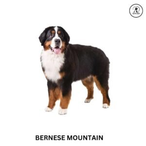 Bernese Mountain