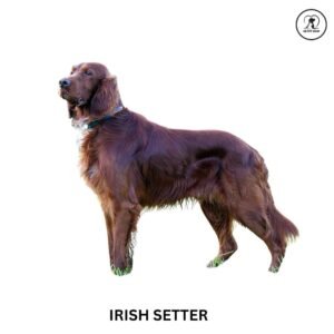 Lrish Setter