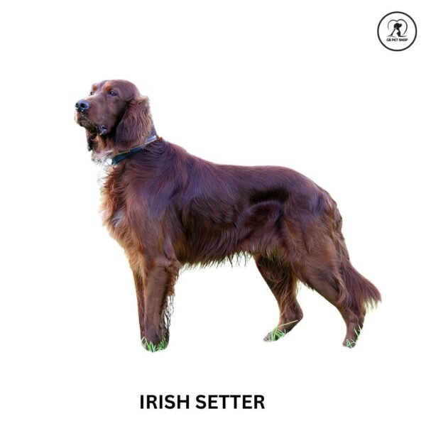 Lrish Setter