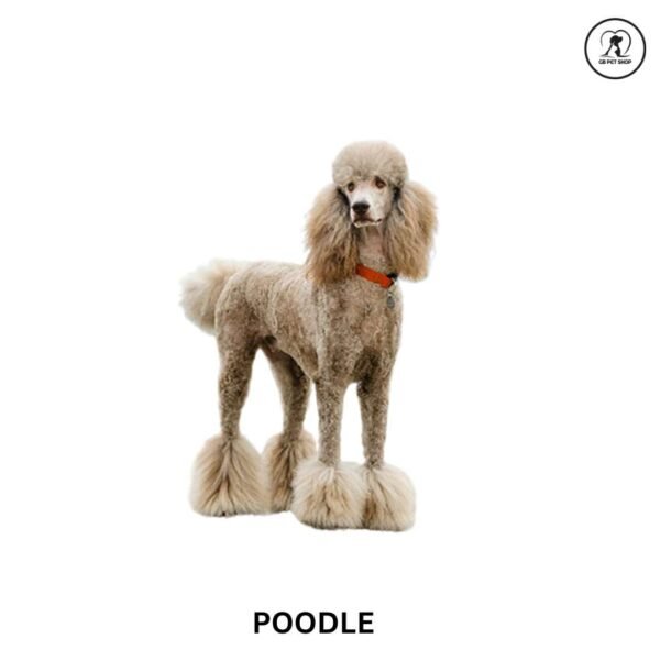 Poodle