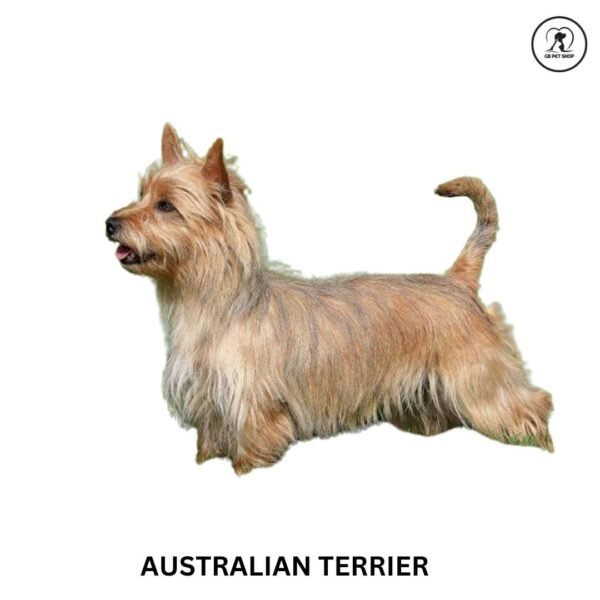 Australian Terrier