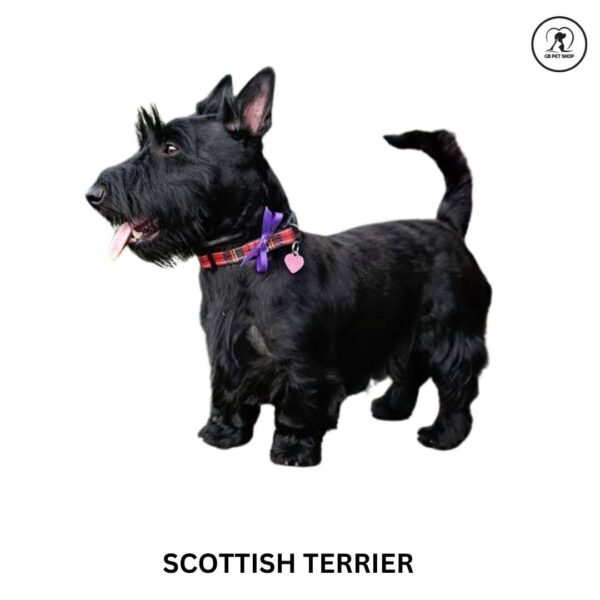 Scottish Terrier