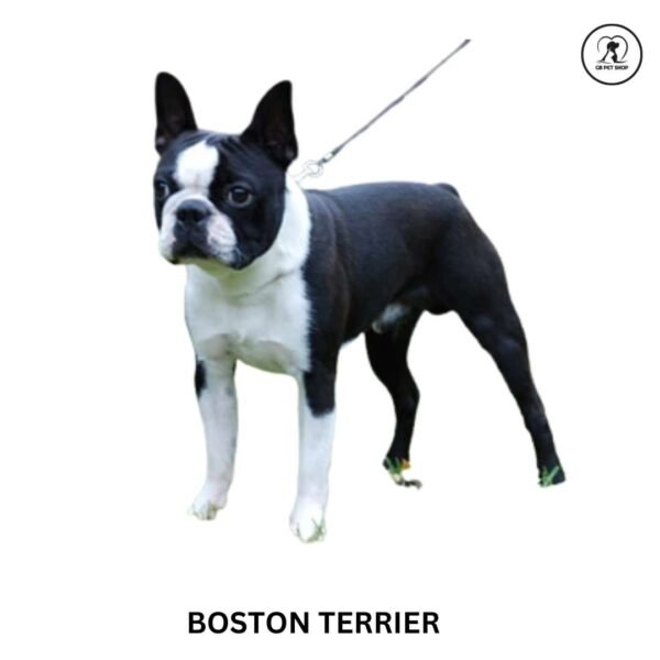 Boston terrier - Image 2