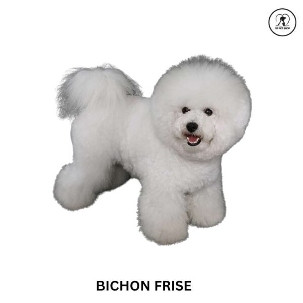 Bichon Frise