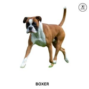 Boxer