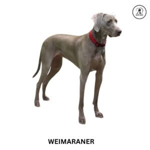 weimaraner