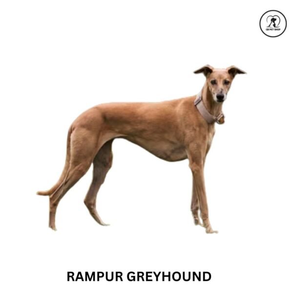 Rampur Greyhound - Image 2