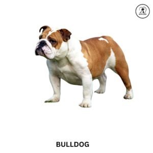 Bulldog