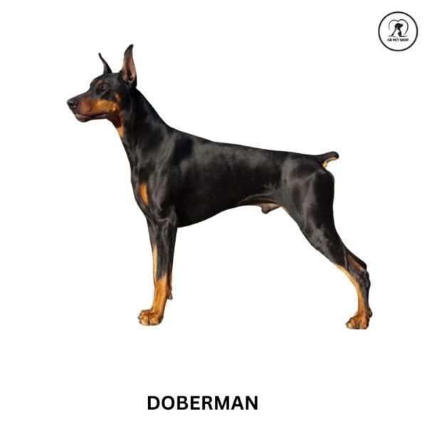 doberman - Image 2