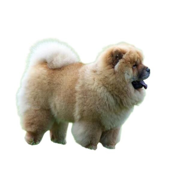 Chow Chow - Image 2