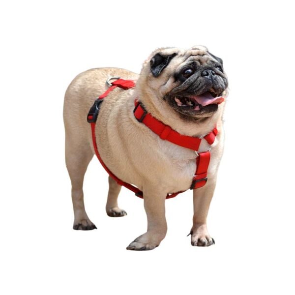 Pug - Image 2