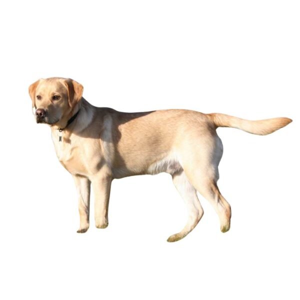 Labrador - Image 2