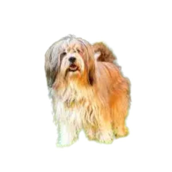 Tibetan Terrier - Image 2