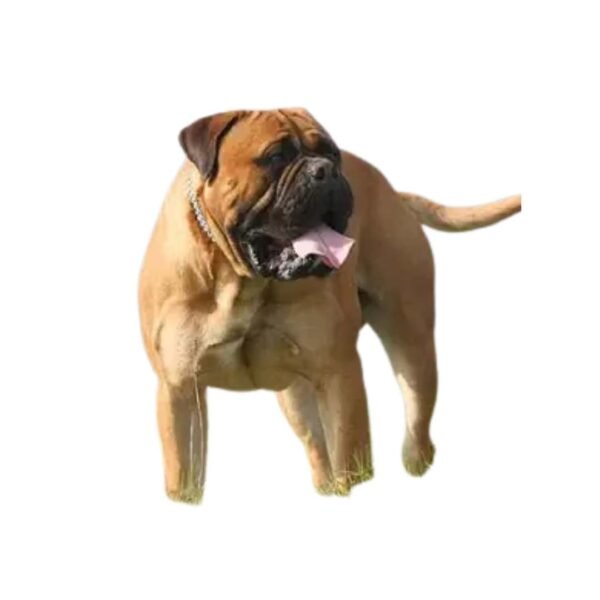 Bull Mastiff - Image 2