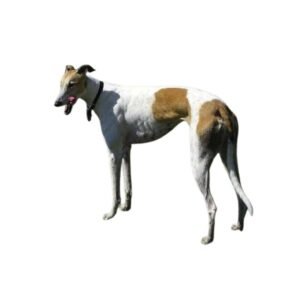 Rampur Greyhound