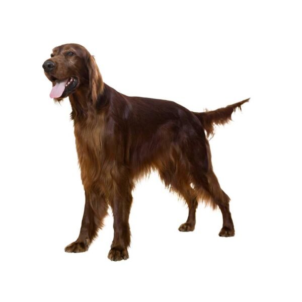 Lrish Setter - Image 2