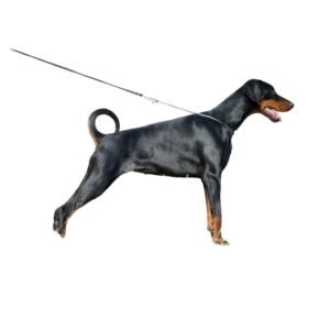 doberman