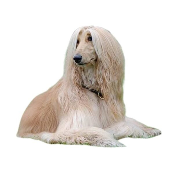 Afghan Hound - Image 2